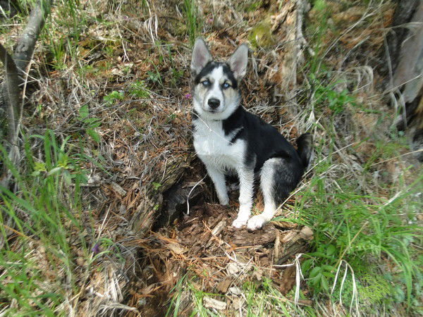 Багира Золотарева