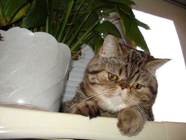 Николай Бондарев