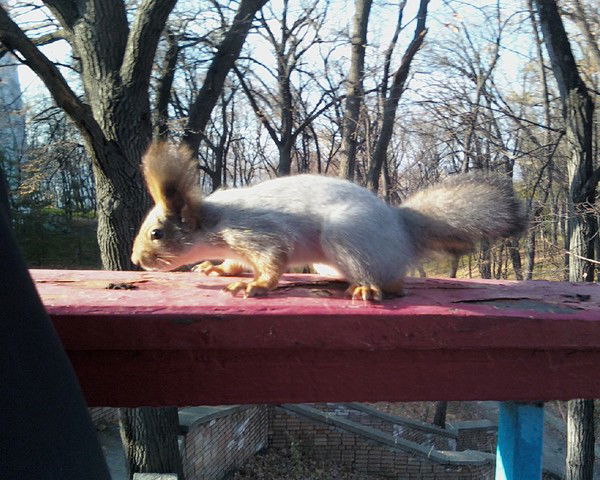 Толя Тимофеев