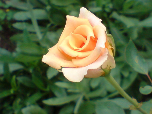 Татьяна Пуголь