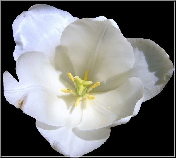 Галина Сотникова