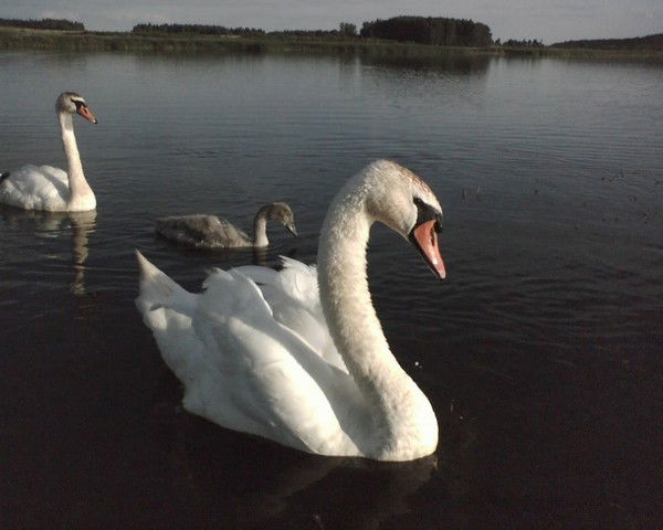 Марина Колядко