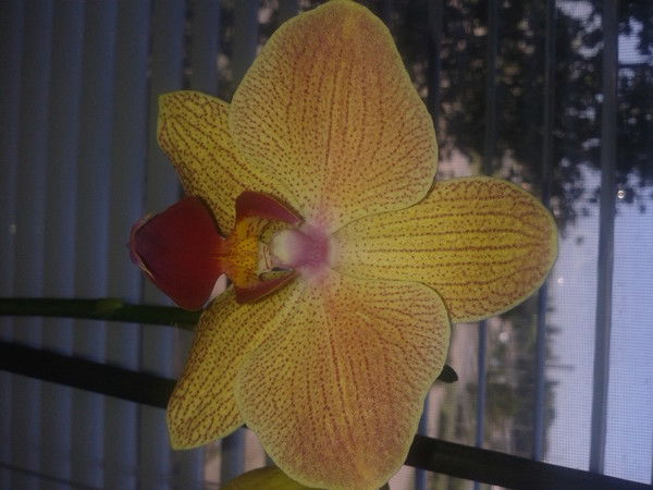 Наталья Плеханова