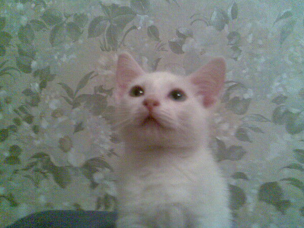 Светлана ******