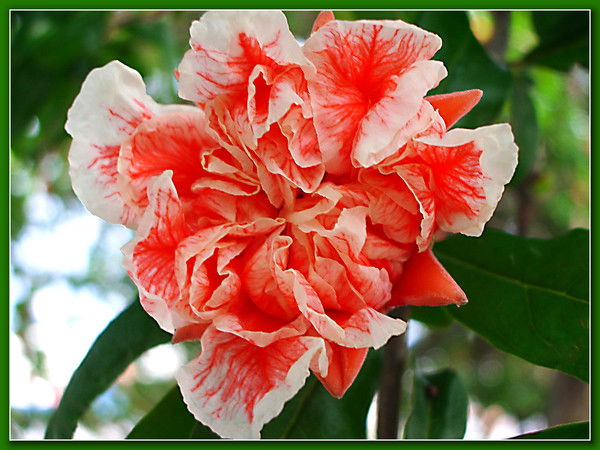 Гульнара Файзуллина