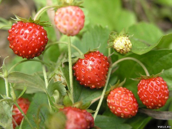 Марина Махнова