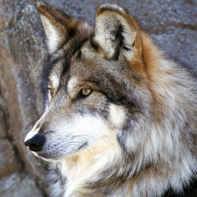 Динара Сапакова