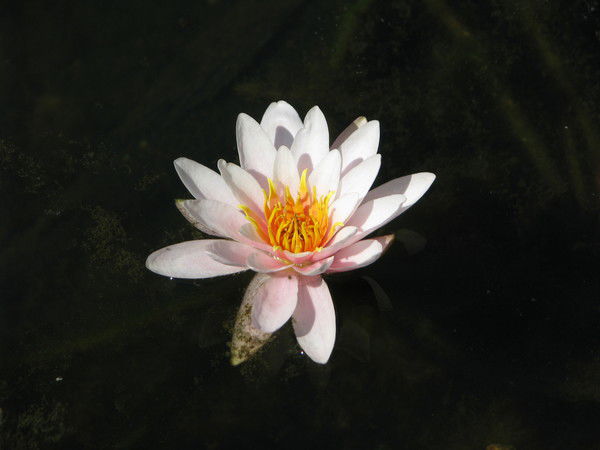 Ирина Садовничая