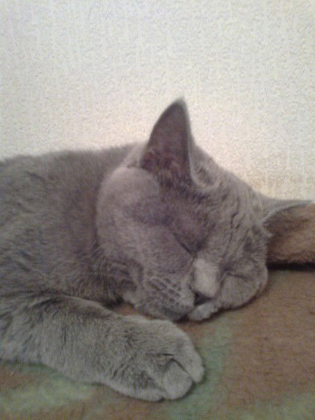 Николай Мурзин