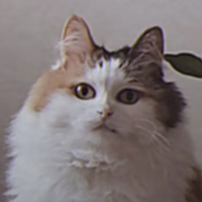 Виктория Степанова