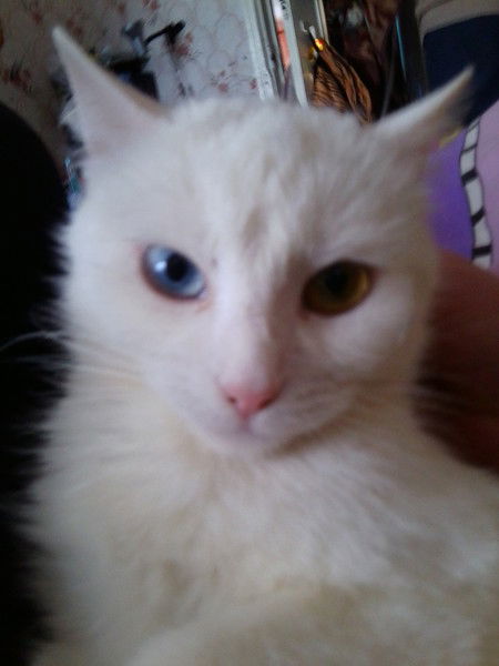 Татьяна Иванова