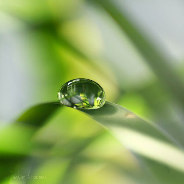 Елена Александрович