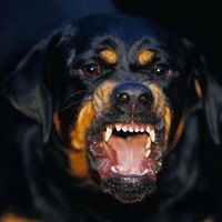 Рома Бородулин