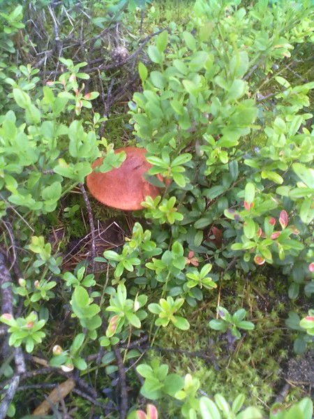 Екатерина Волкова