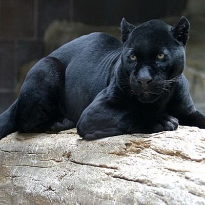 Вадим Разин