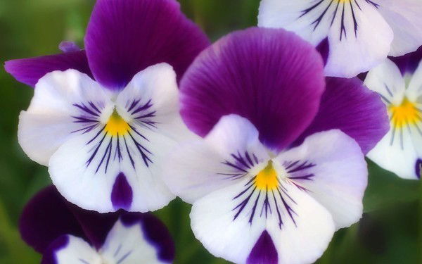 Анна Пинкевич