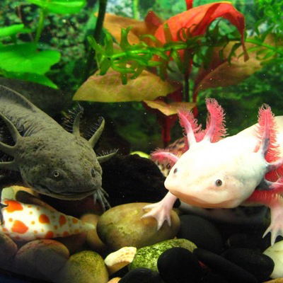 Матвей Андреев