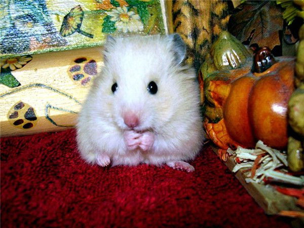 Александр Щёголев