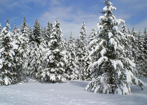 Людмила Зеленова