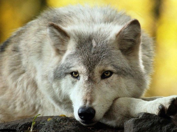 Одинокий Волк