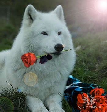 Мамина Радость Папина Гордость