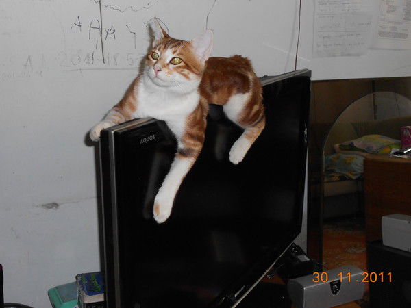 Александр Комрад