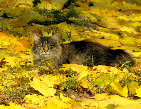 Дмитрий Стрельцов