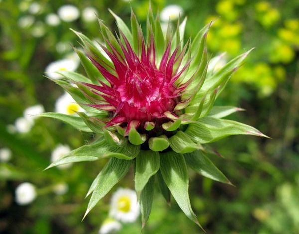 Галина Казадаева