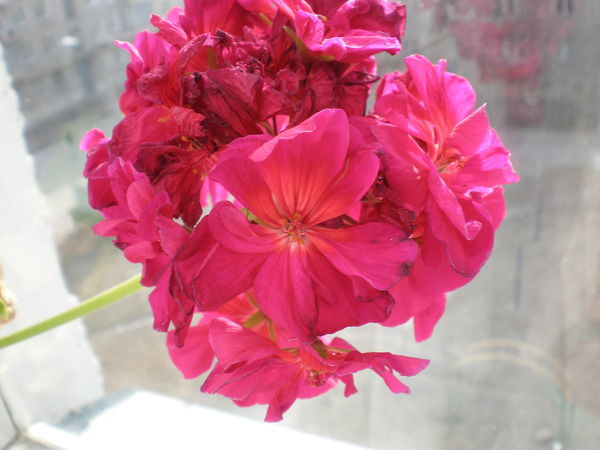 Елена Костромитина