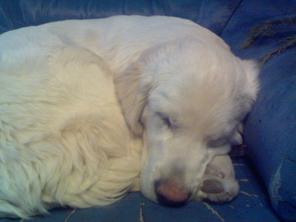 Павел Казанцев