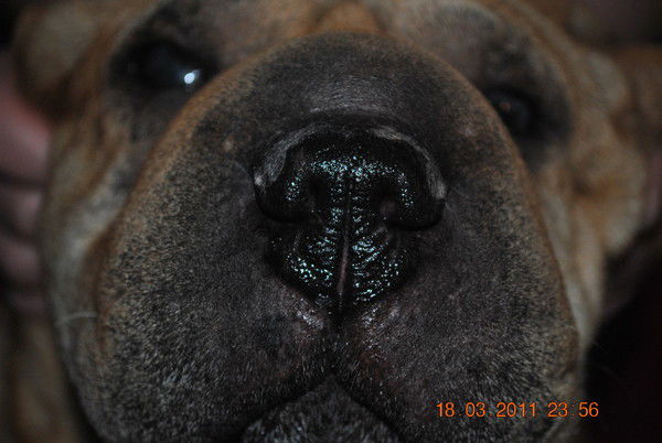 Таня Тюльпан