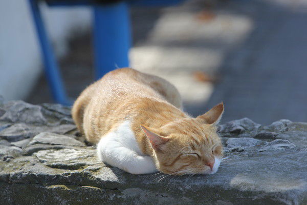 Рыжий Охотник