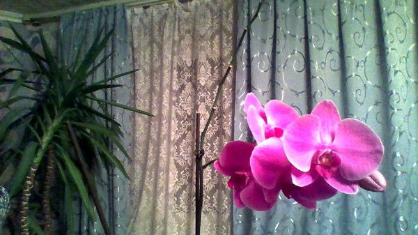 Флоранж Флори