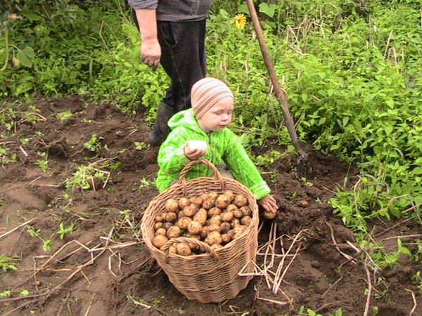 Елена Шинкевич