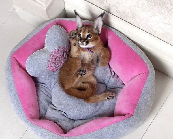 Валерия Лермонтова