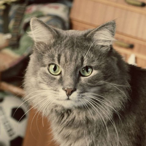 Дима Приймак