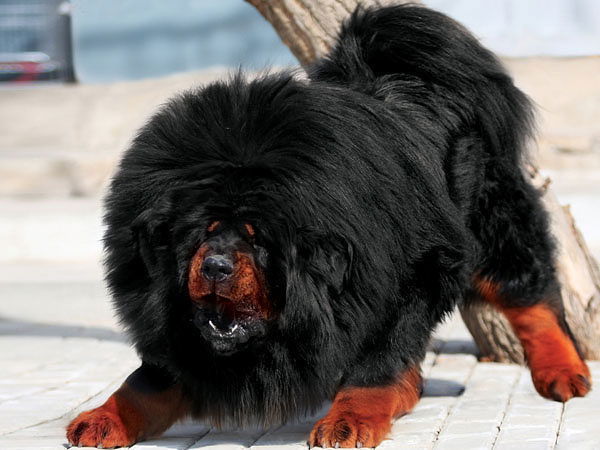 Алексей Кузнецов