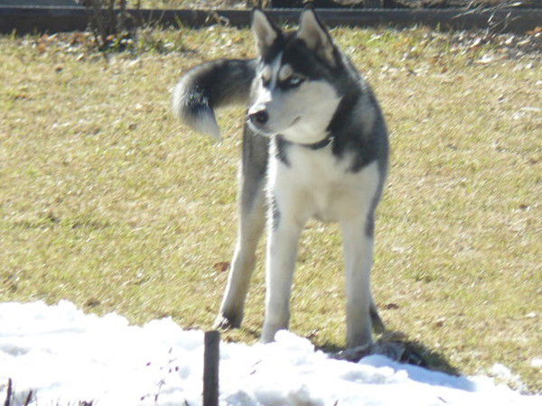 Екатерина Дягилева