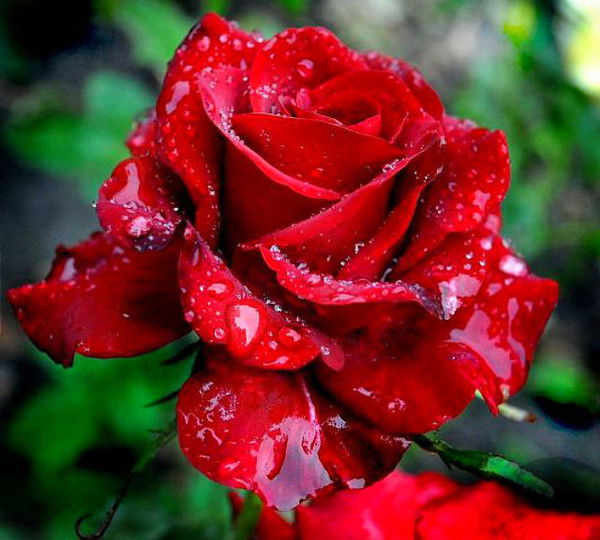 Ирина Чепуль