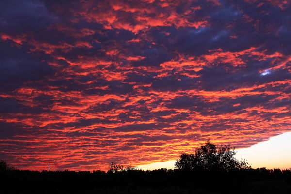 Дмитрий Шарикоf