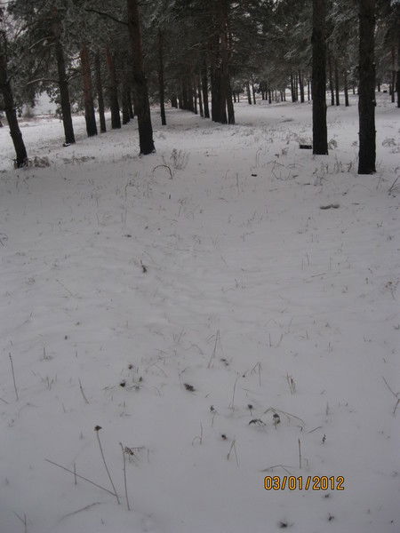 Виталий Цибулис