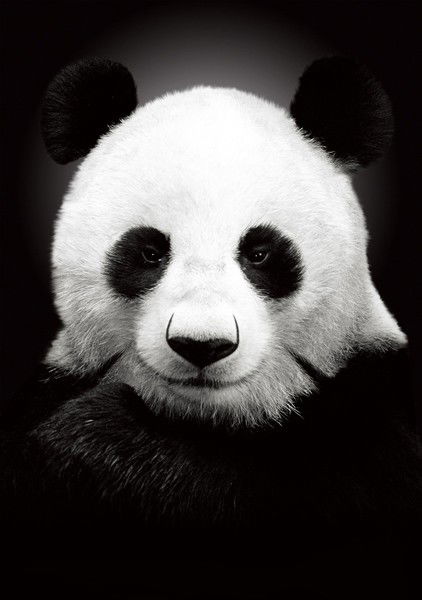 Иван Удовиченко