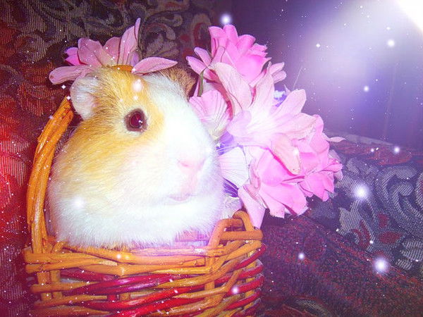 Мар"яна Дзюбук