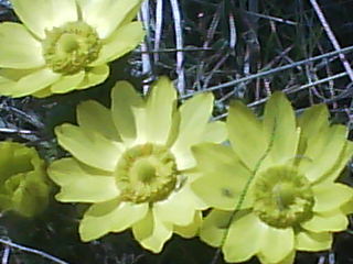 Виктория Пакконен