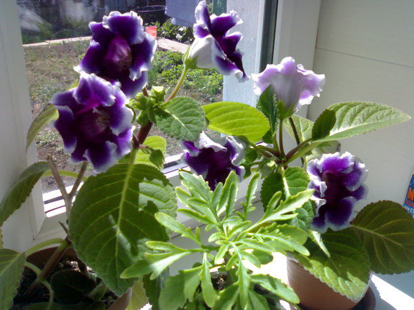 Валентина Фомина