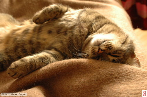 Ольга ..............