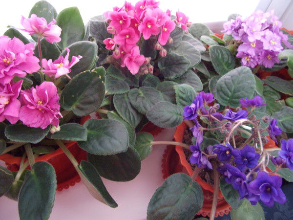 Татьяна Зверева