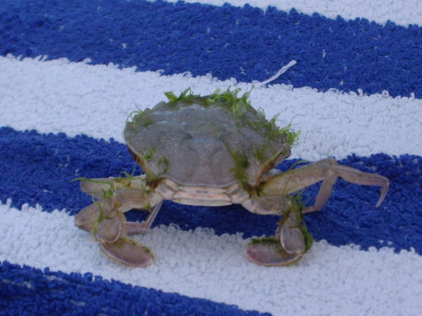 Лилия Петрова