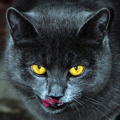 Алина Косульникова