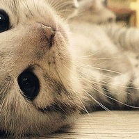 Светлана Баймурзина